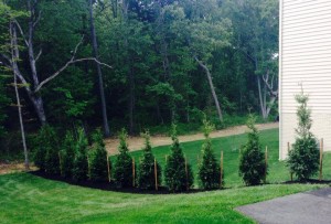 11 Arborvitae Green Giants Chantilly, Virginia