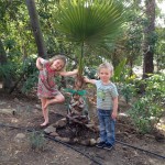 California Fan Palm
Santa Barbara, California