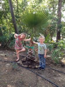 California Fan Palm Santa Barbara, California