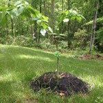 Chinese Dogwood
Ashland, Virginia