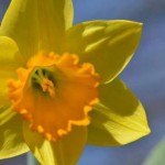 Daffodils planted
The Plains, VA