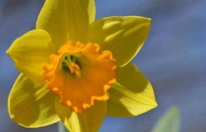 Daffodils planted The Plains, VA