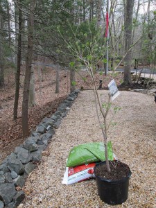 Dogwood Manassas, Virginia