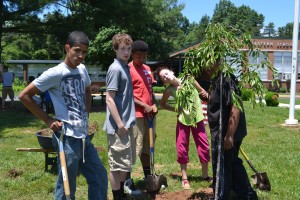 Weeping Cherry Southeastern Alternative School Midland, Virginia