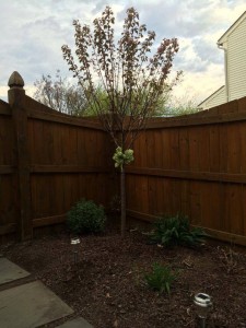 Kwanza Cherry Gainesville, Virginia