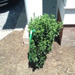 Holly
Ashland, Virginia