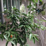 Kumquat Tree 
Miami, Florida