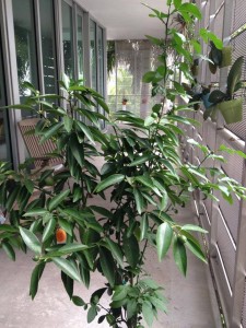 Kumquat Tree  Miami, Florida