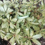 Mountain Laurel
Karen Handel Walker