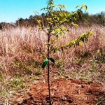 Peach Tree
Mundy Point, Callao, Virginia