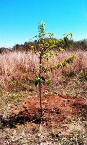 Peach Tree Mundy Point, Callao, Virginia