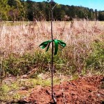 Persimmon Tree
Mundy Point, Callao, Virginia