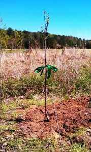 Persimmon Tree Mundy Point, Callao, Virginia