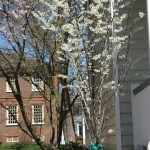 White Bud Tree
Vienna, Virginia