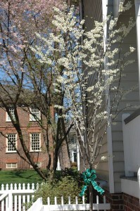 White Bud Tree Vienna, Virginia